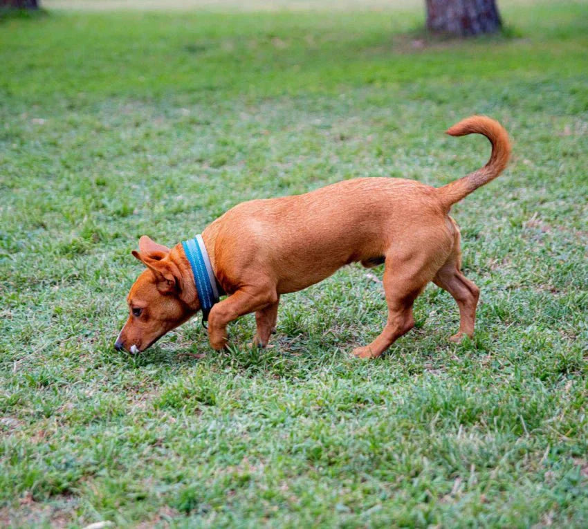 The beginner's guide to scent training for dogs - Tug-E-Nuff