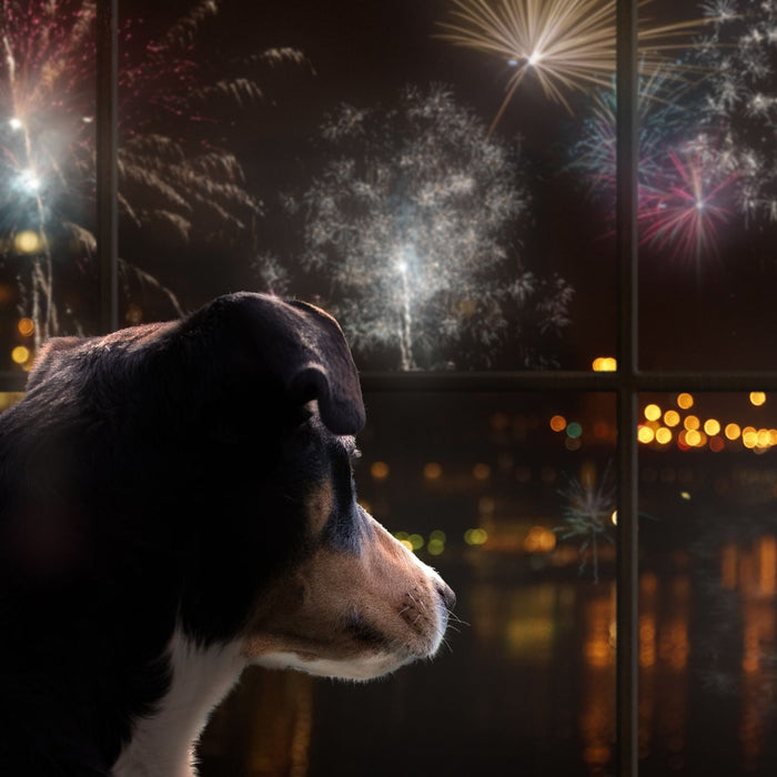 My dog is scared of fireworks - What can I do to help?