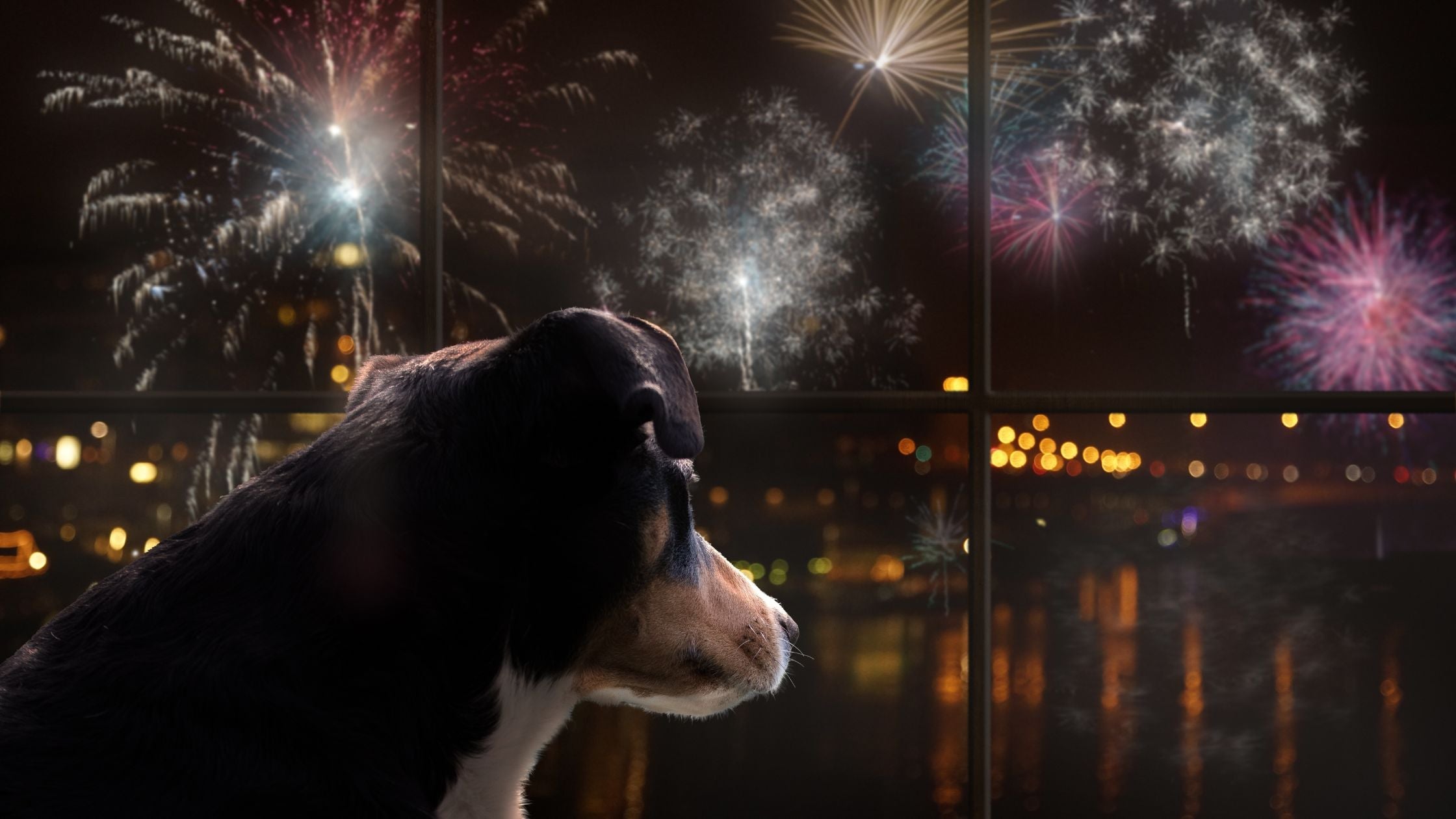 Dogs & Fireworks: 5 expert tips to keep your dog safe & calm
