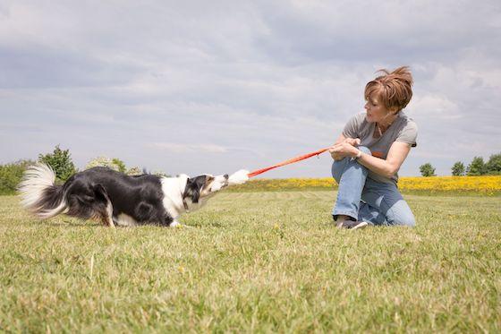 17 Of The Tug-E-Nuff Community’s BEST Tips For Helping Shy & Nervous Dogs