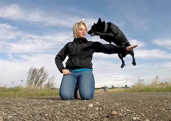 Beginner's guide to Dog Parkour (everything you need to know)