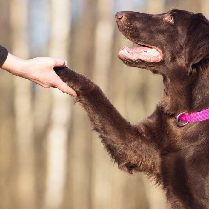 Human - Dog Bond Basics: What it is, Why It Matters and How To Boost It