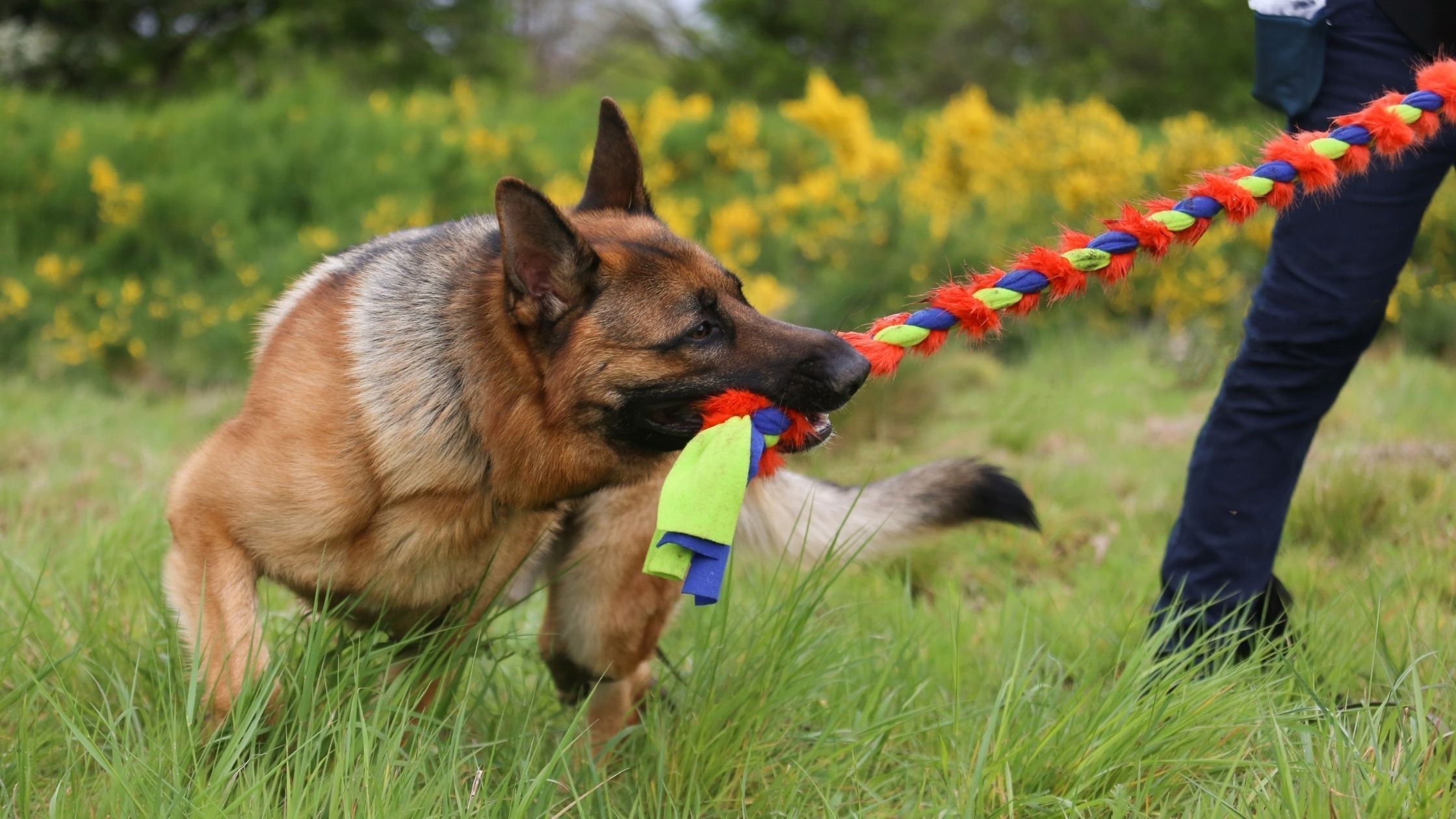 3 Reasons You Should Play Tug With Your Dog