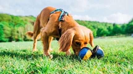 Best 5 Toys to Increase Motivation