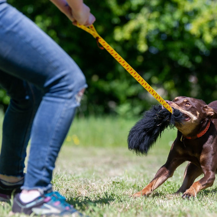 Why Quality Trumps Quantity When It Comes To Playing With Your Dog