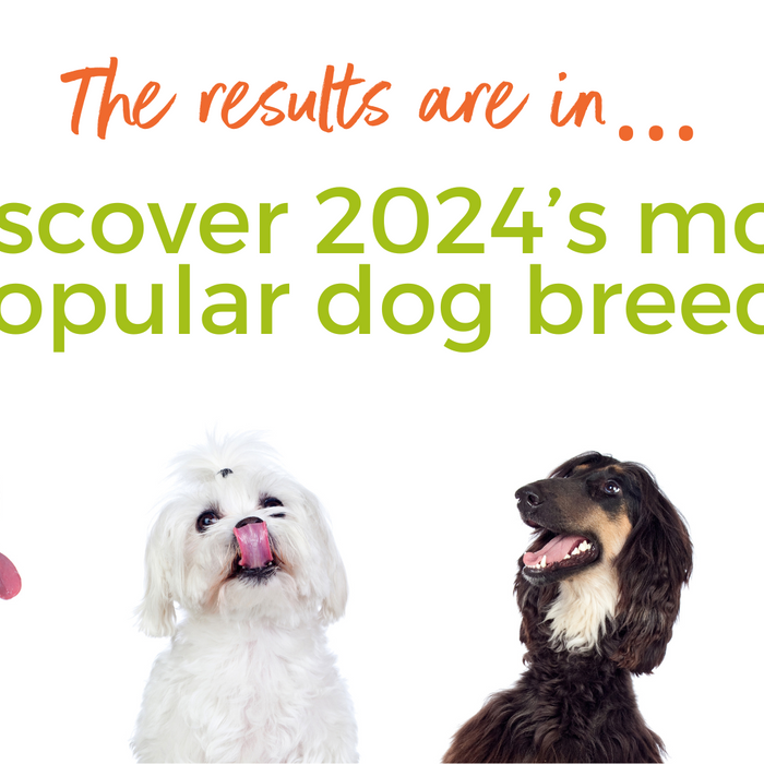 Most Popular Dog Breeds Of 2024 Revealed (UK)