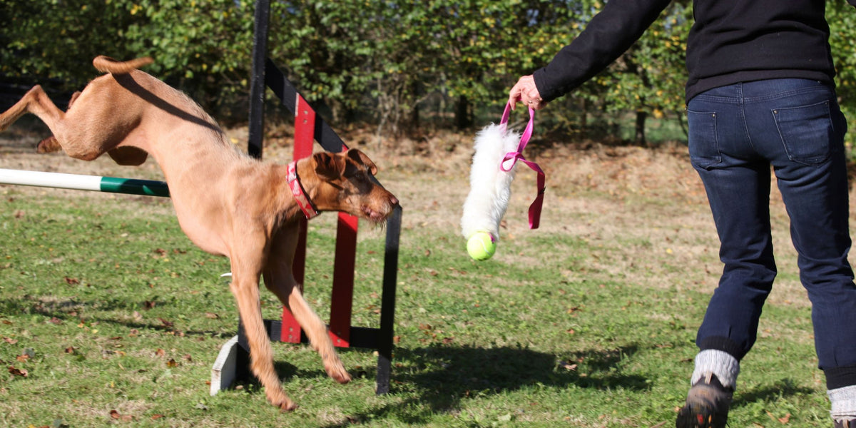 5 Benefits of Dog Agility Training · The Wildest