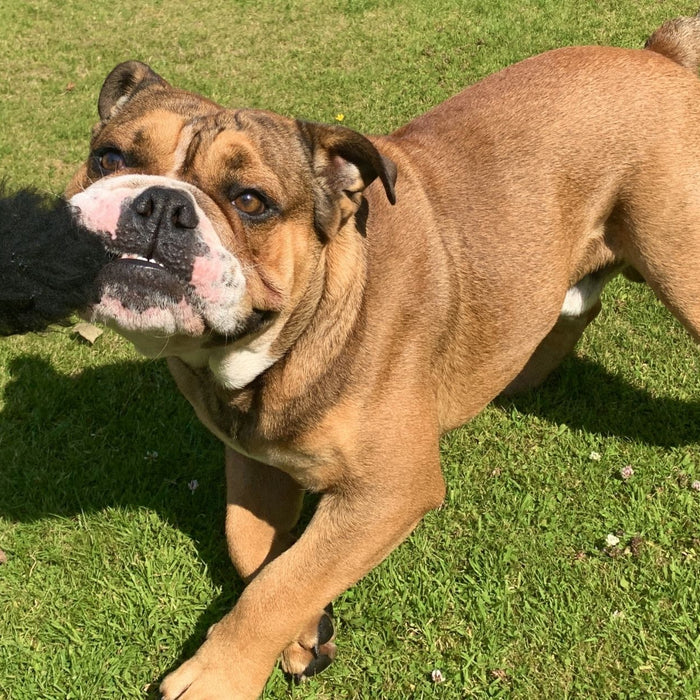 3 Best Toys For English Bulldogs: Our Top Picks
