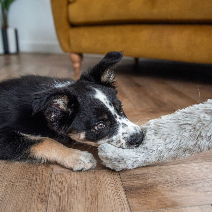 5 Top Tips To Help Your New Puppy Settle In