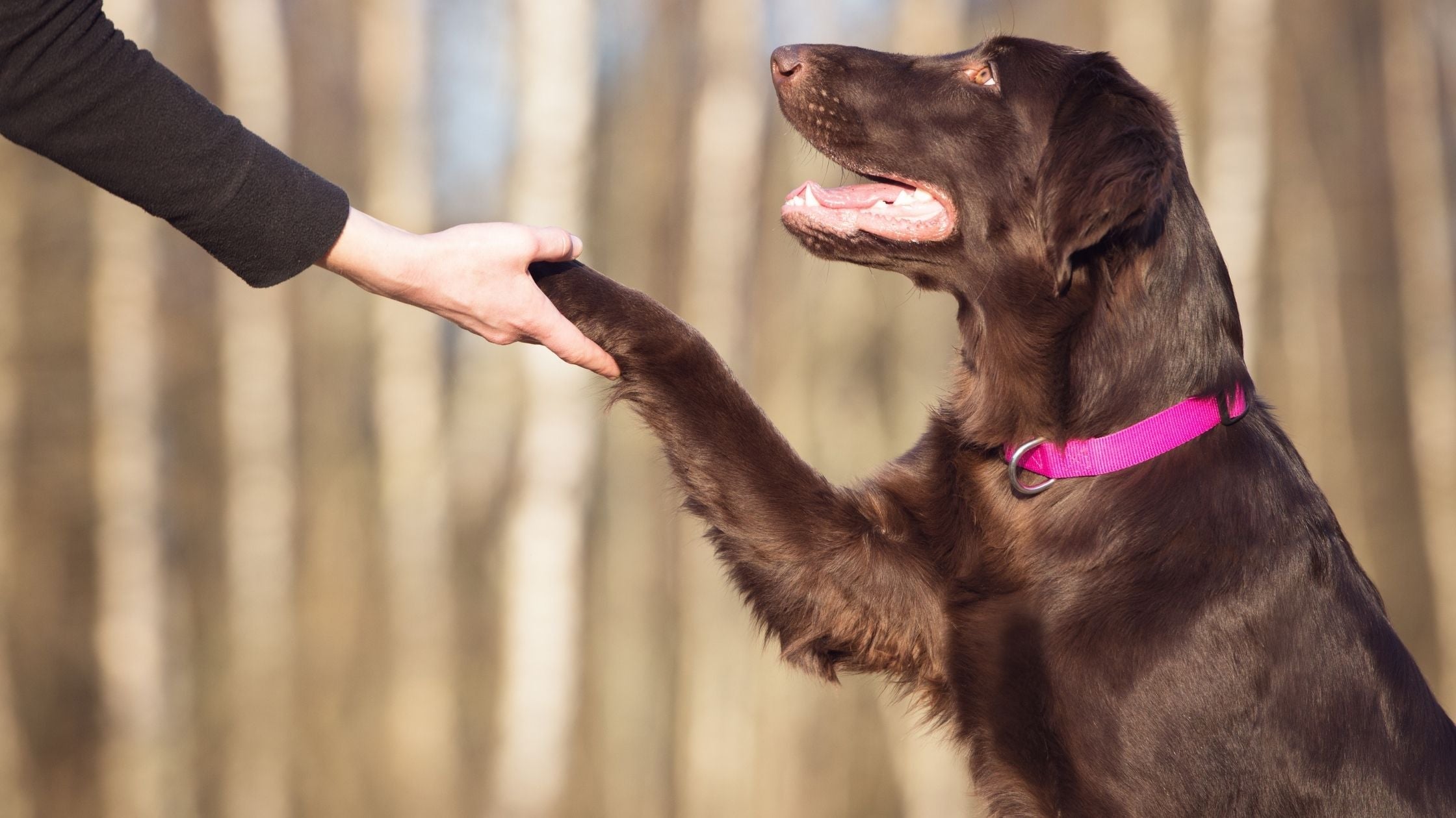 Human - Dog Bond: What it is, Why it matters and how to boost It