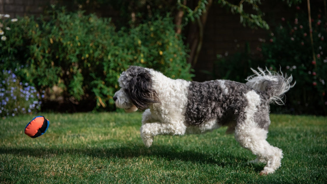 5 Fun Ways To Use The Clam