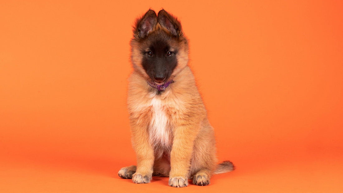 Meet Halo, our newest member of the Tug-E-Nuff team 🧡