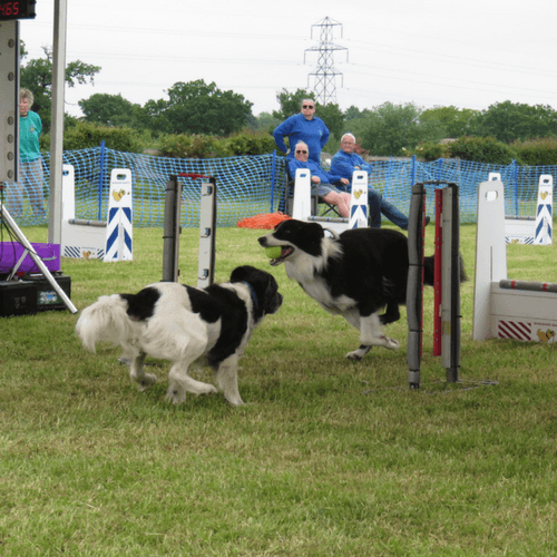5 Reasons To Give Flyball A Go