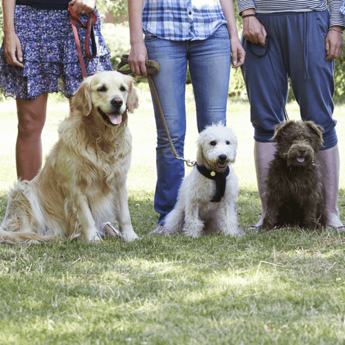 What To Look Out For When Choosing A Dog Trainer Or Club