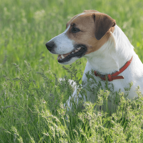 Call of the Wild: Why Tapping Into Your Dog’s Natural Instincts Can Help With Training
