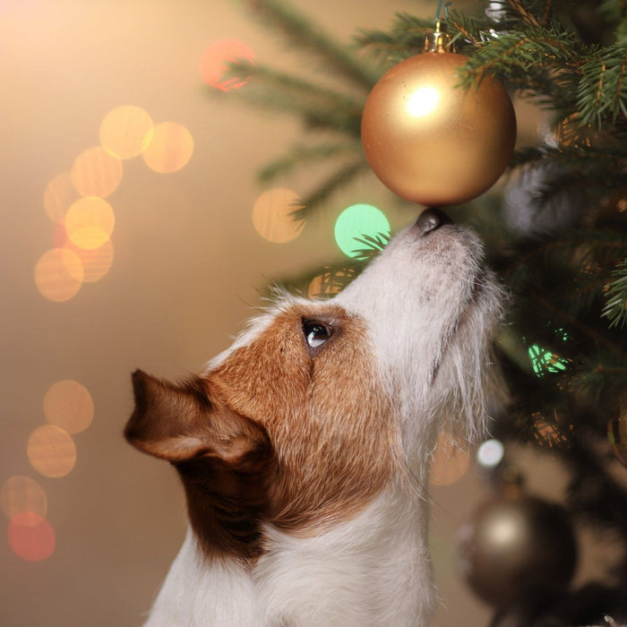 How to stop Christmas hampering your dog training goals