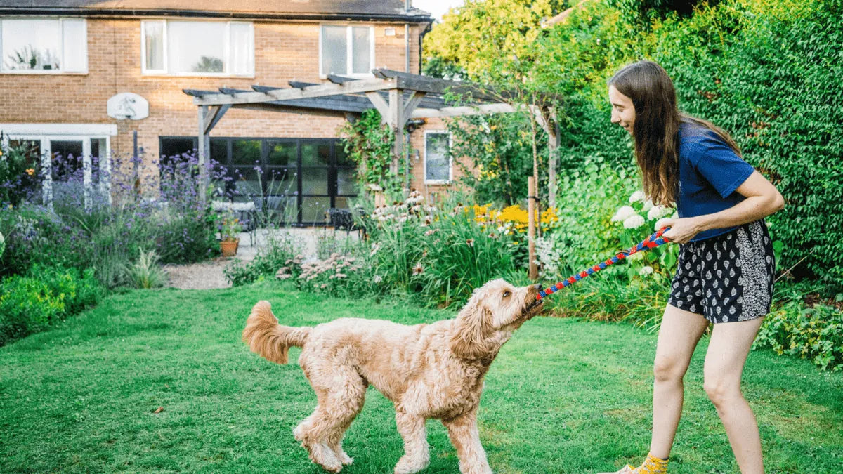 Doodle playing tug in garden