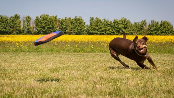 5 Simple Things To Make Your Dog Super Happy