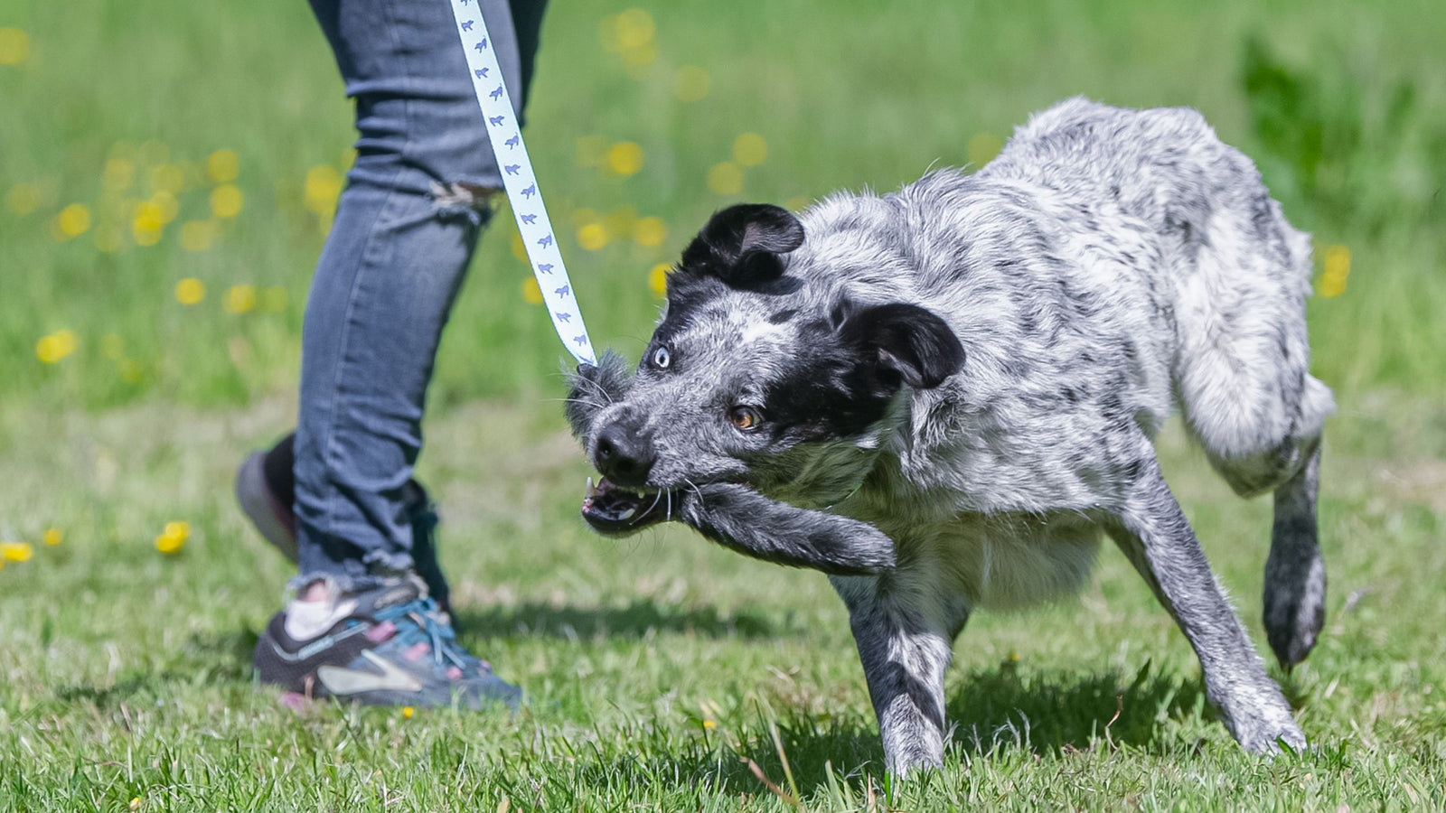 What motivates your crossbreed dog?