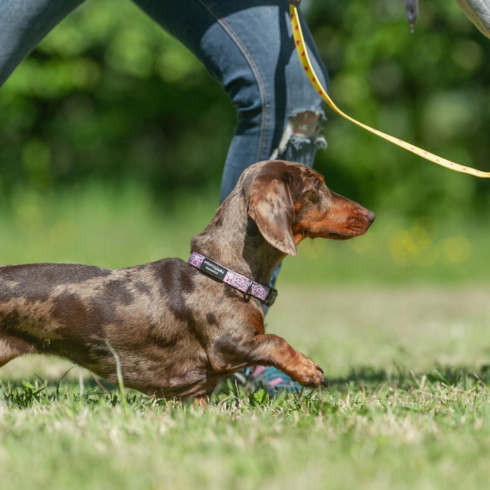 Our Top Toy Picks: 3 Best Toys for Dachshunds