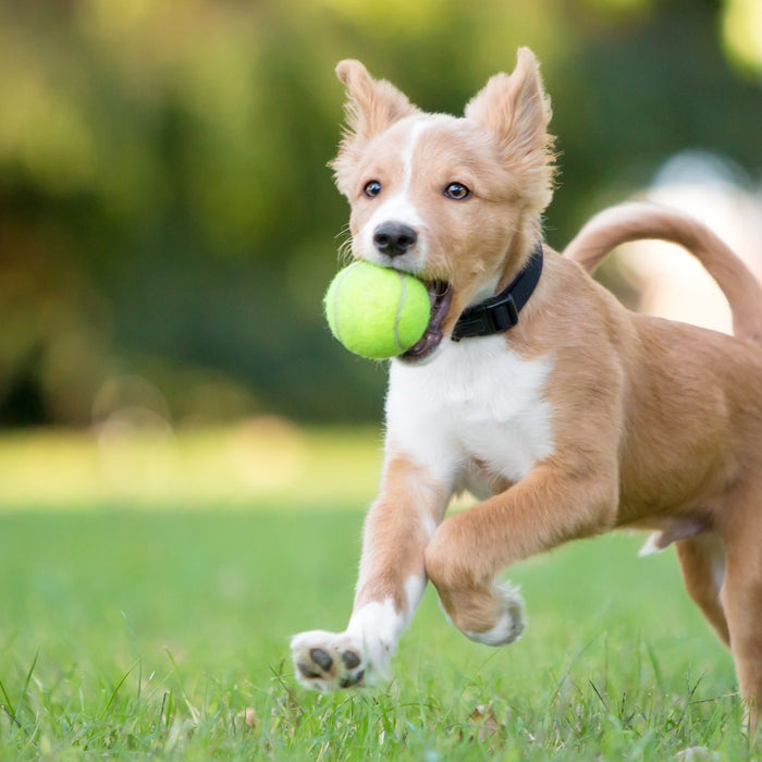 Are tennis balls bad for dogs?