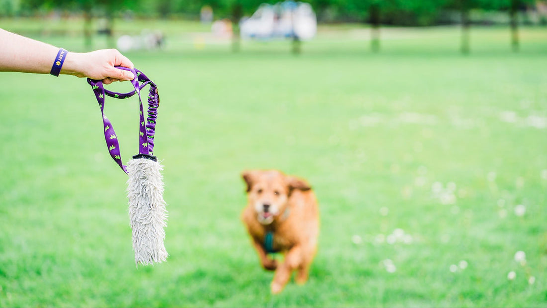 3 reasons why your dog loves squeaky toys