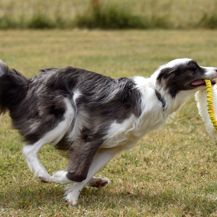 How To Teach Your Dog To Fetch In 5 Simple Steps