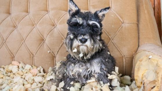 5 Simple Ways to Stop Your Dog's Destructive Chewing