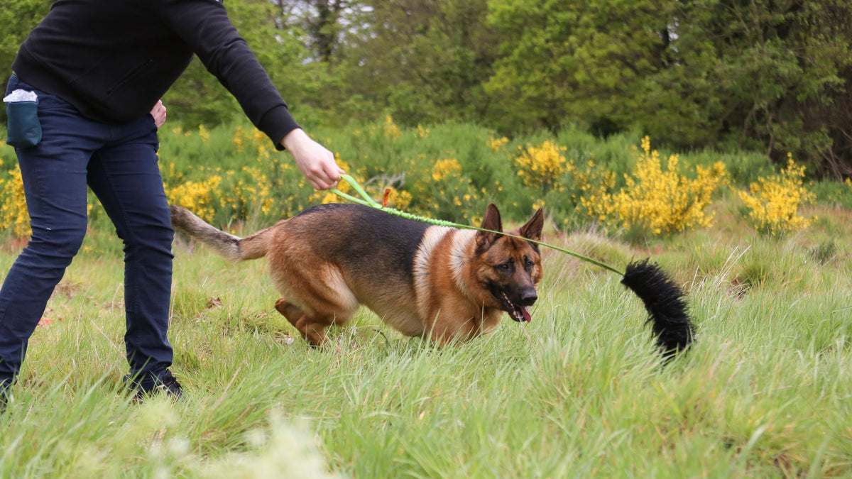 Good toys hotsell for german shepherds