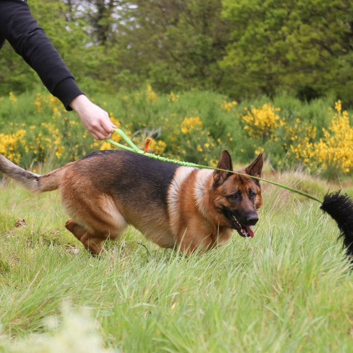 Discover the 3 best toys for your German Shepherds