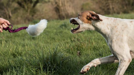 6 Steps To Getting The Absolute Best From Your Tug Toy