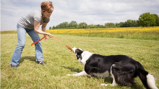 Ready... Steady... Chase Me! 5 Tips For Training Your High Prey Drive Dog