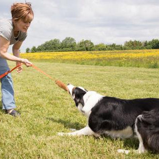 Ready... Steady... Chase Me! 5 Tips For Training Your High Prey Drive Dog