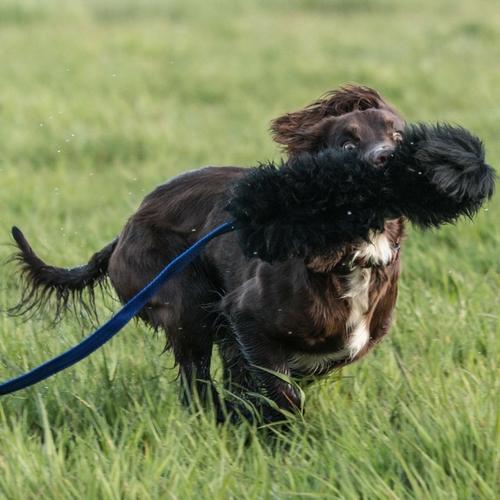 Why do Dogs Like Fetch? 3 Vital Reasons TugENuff