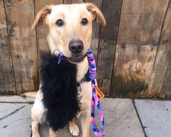 3 Reasons You Need The Wondabaa Bungee In Your Life