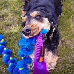 3 Reasons The Big Twizzler is the ULTIMATE tug toy