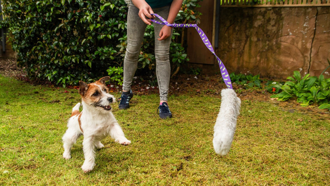 The 4 Secrets To Keeping Your Dog Training Toys ‘High Value’