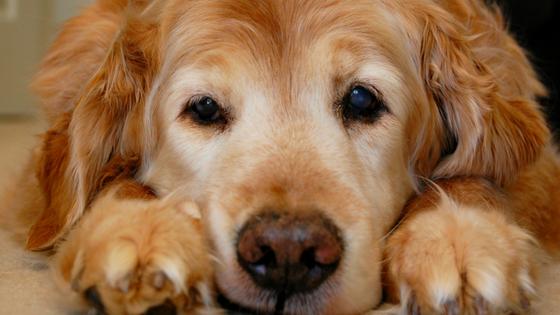 Can You Teach An Old Dog New Tricks?