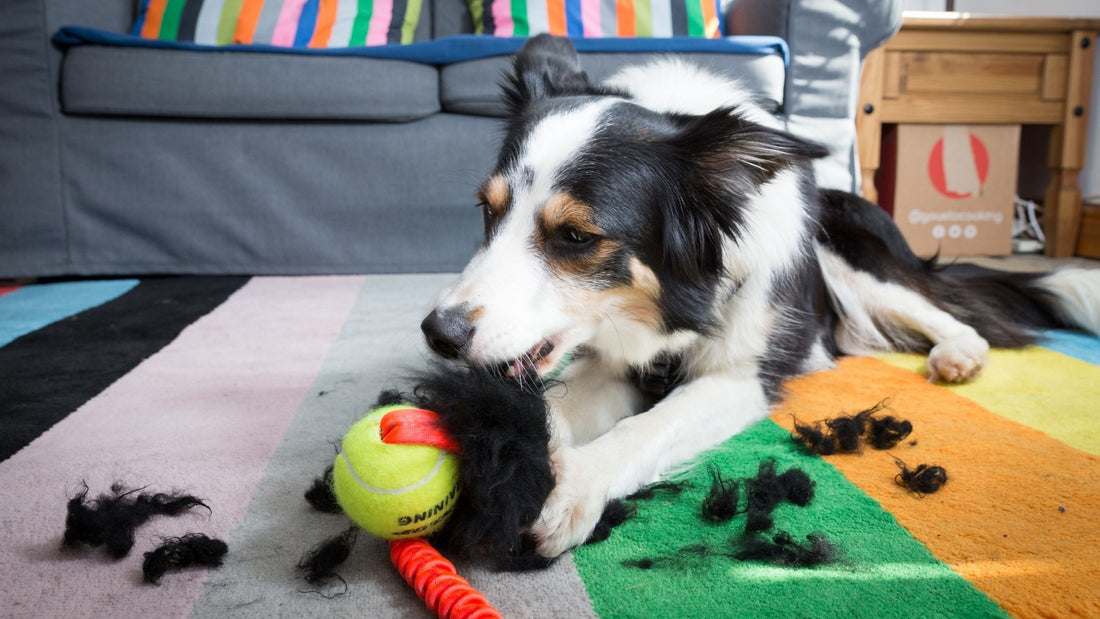 Looking for an indestructible dog toy? Let us help....