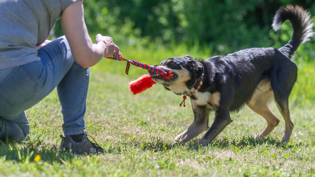 Why Our Tuggies Are Only For One Dog At a Time