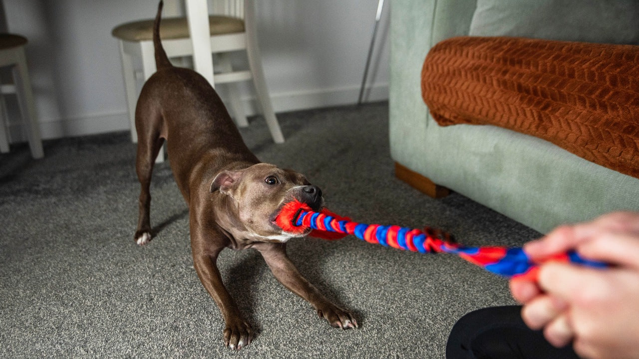 9 dog enrichment ideas: End boredom & make your dog happy