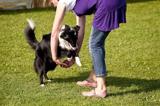 4 Reasons Heelwork To Music Could Be The Sport For You