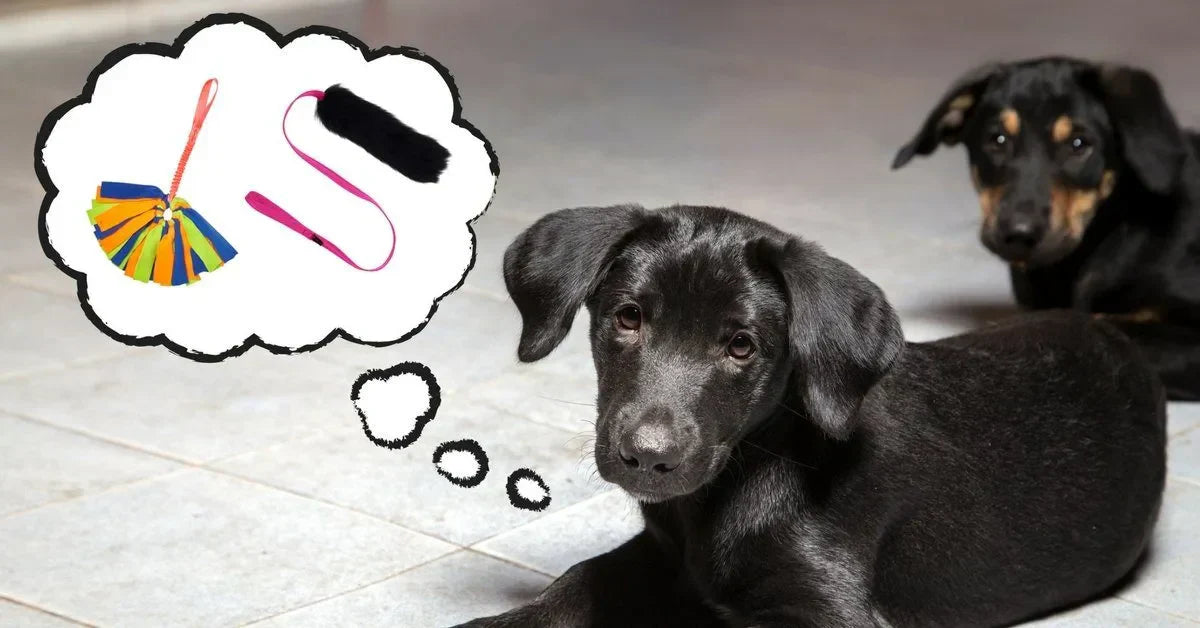 Dog with Thought Bubble thinking about which Toy to Play With