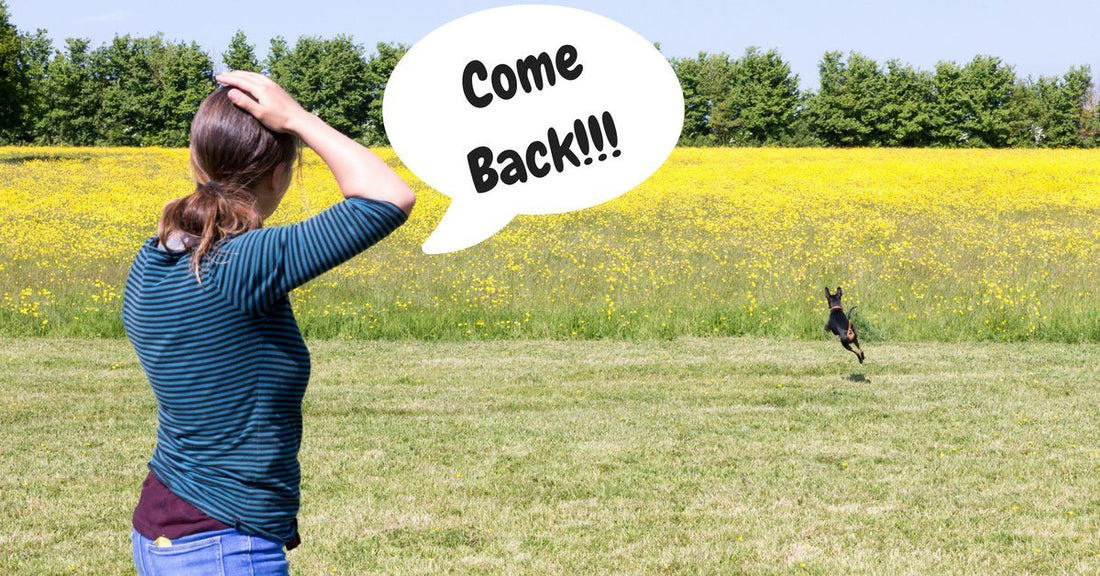 How To Break Your Dog’s Bad Habits Using Play