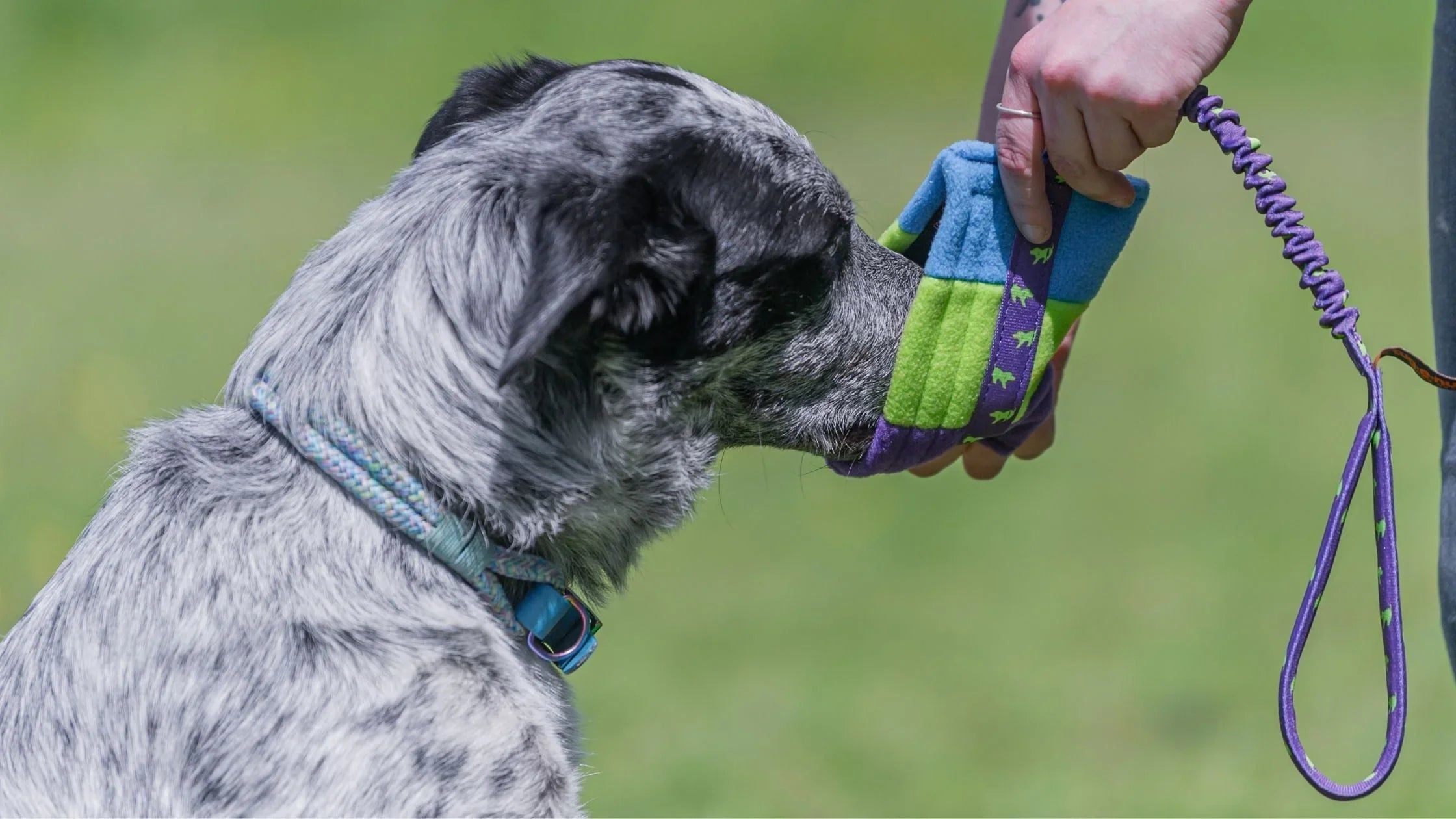 How To Help Foodie Dogs Love Toys Too