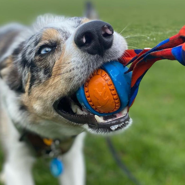 5 Questions To Ask Yourself Before You Buy Your Next Dog Toy