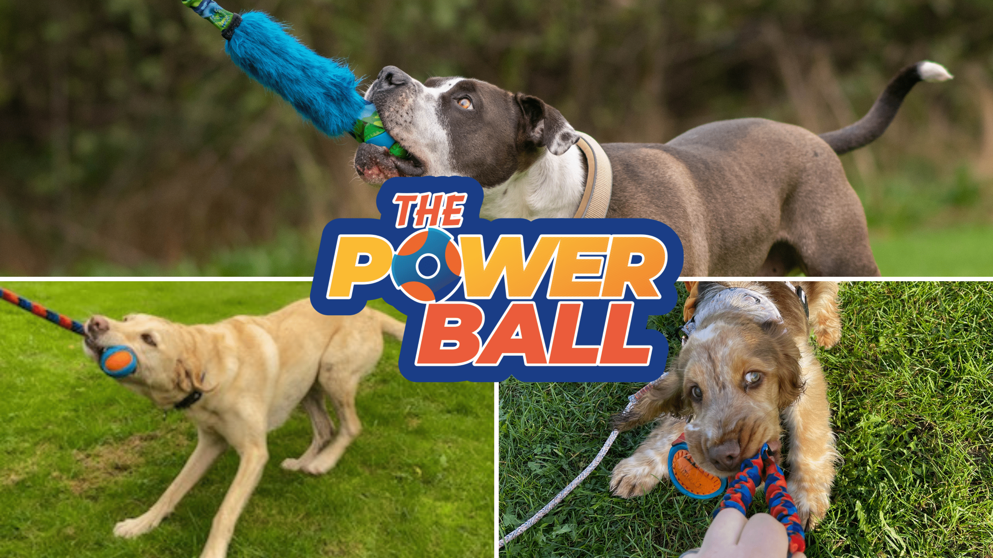 The Ultimate Dog Ball Toy: 3 Things You Should Know About Our PowerBall