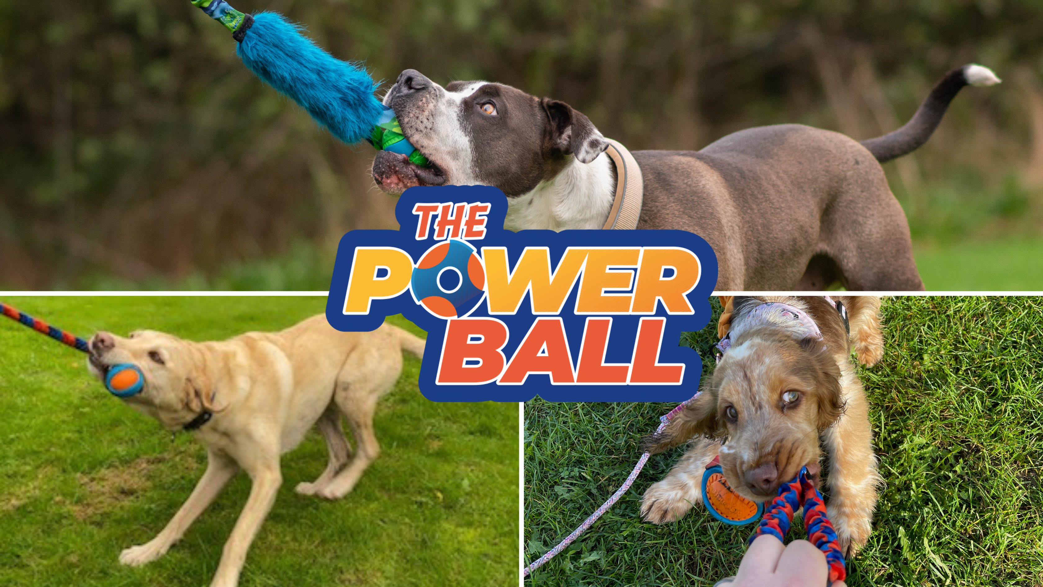 The Ultimate Dog Ball Toy: 3 Things You Should Know About Our PowerBall