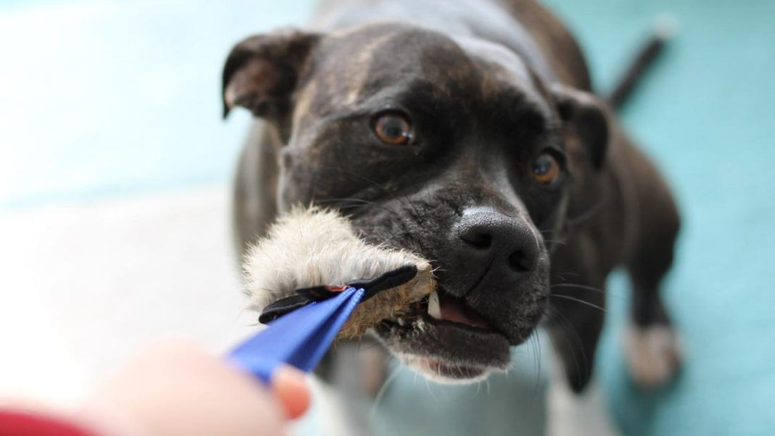 The Squeak Factor: Why Your Dog Will Go CRAZY For This Toy