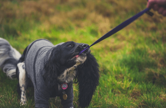 Toy Testers’ Verdicts: Sheepskin Chaser Toy